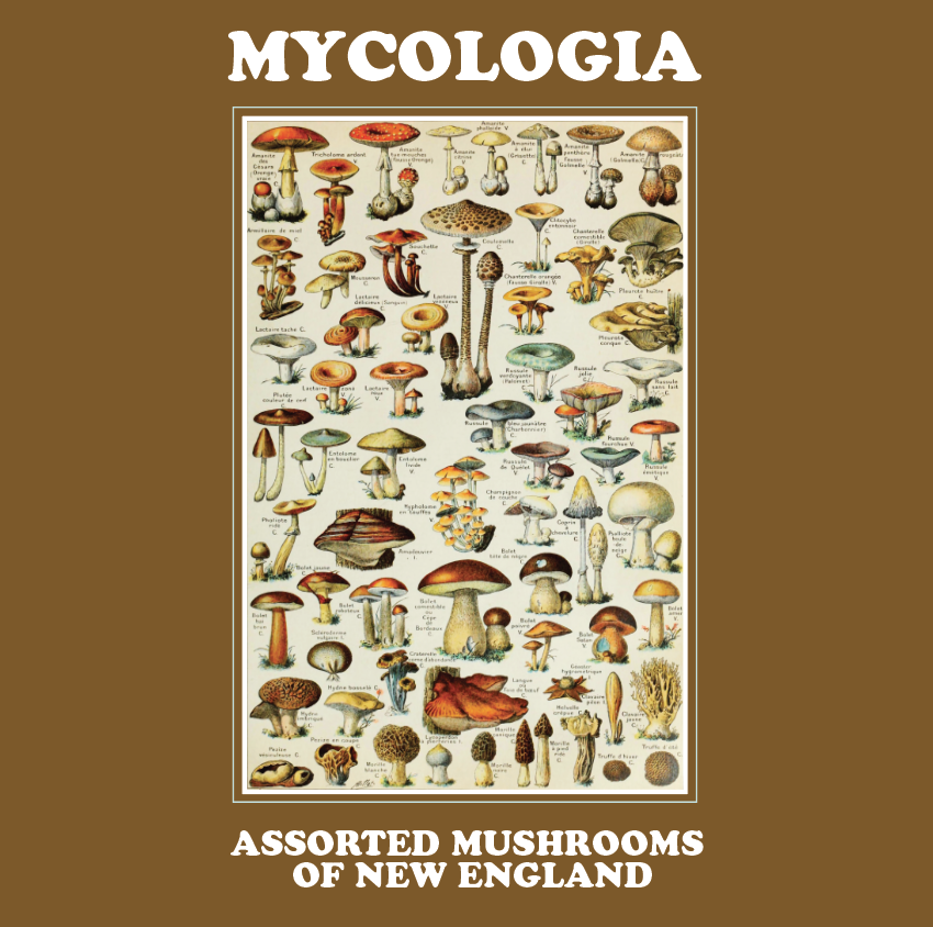 AUTUMN MUSHROOM SYNTH vinyl bundle