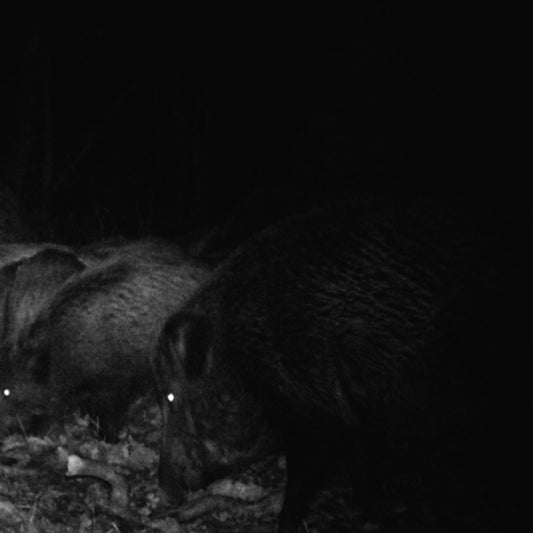 Крюкокрест / Niteris - Split CD